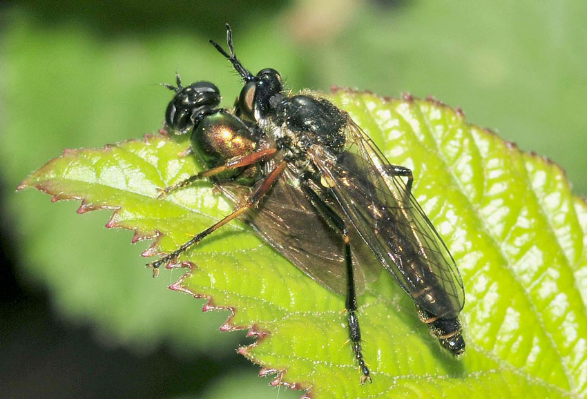 Dioctria cf hialinipennis che preda Chloromyia formosa